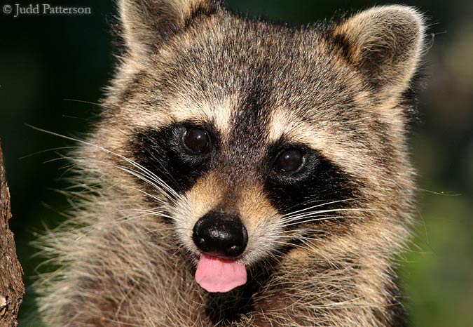 Raccoon, Delray Beach, Florida, United States