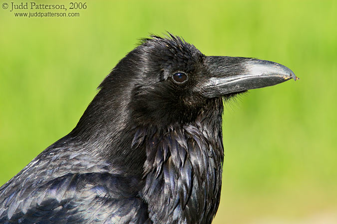 Common Raven, Banff National Park, Alberta, Canada