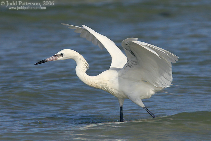 Reddish Egret, Fort De Soto Park, Florida, United States