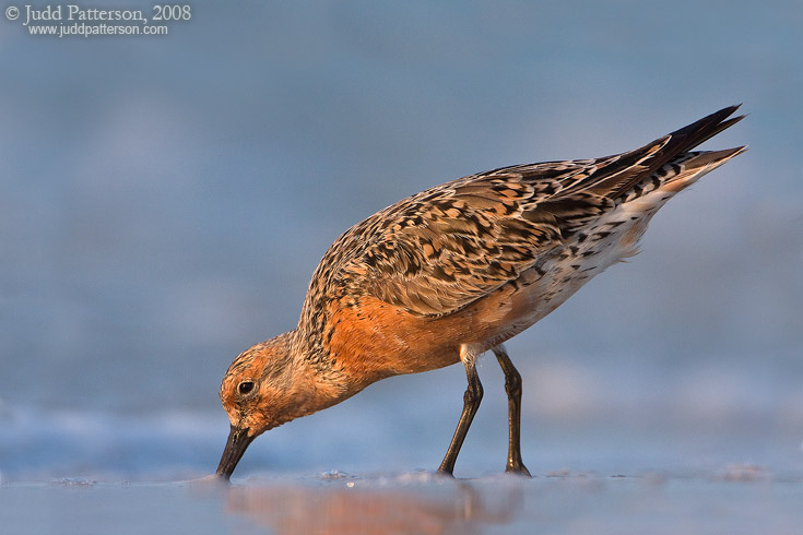 Red Knot, Sanibel Island, Florida, United States