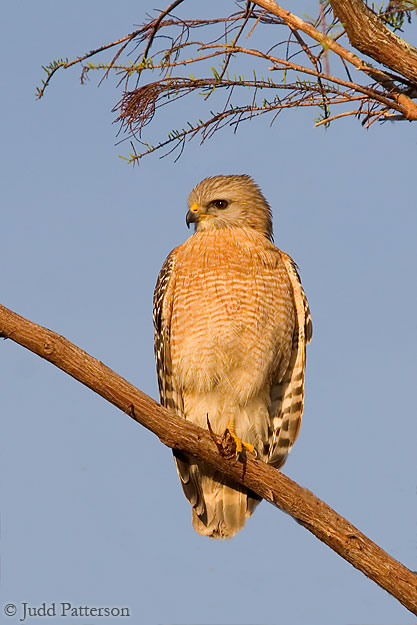 Red-shouldered Hawk, Big Cypress National Preserve, Florida, United States