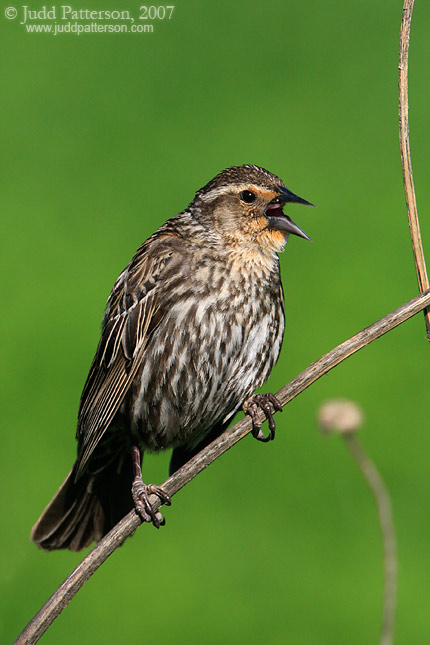 Red-winged Blackbird, Milford State Lake, Kansas, United States