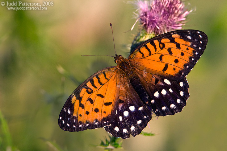 Regal Fritillary, Konza Prairie, Kansas, United States