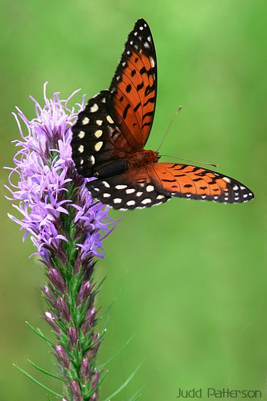 Regal Fritillary, Konza Prairie, Kansas, United States