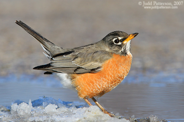 American Robin, Manhattan, Kansas, United States