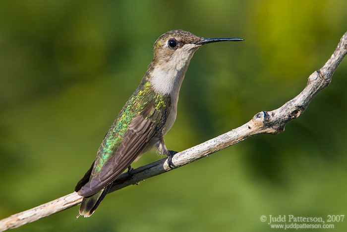 Ruby-throated Hummingbird, Konza Prairie, Kansas, United States