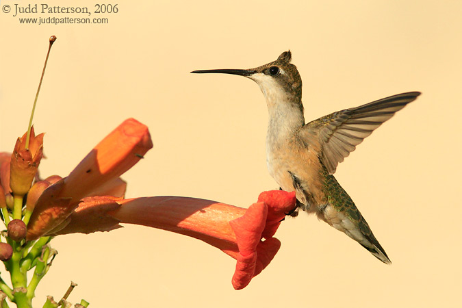 Sitting Pretty, Konza Prairie, Kansas, United States