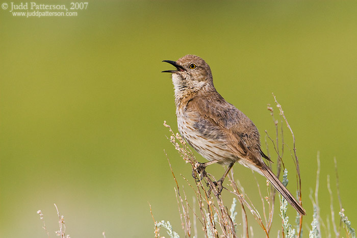 Sage Thrasher, Yellowstone National Park, Wyoming, United States