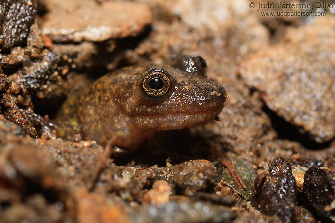 Black-Bellied Salamander, Great Smoky Mountains National Park, Tennessee, United States