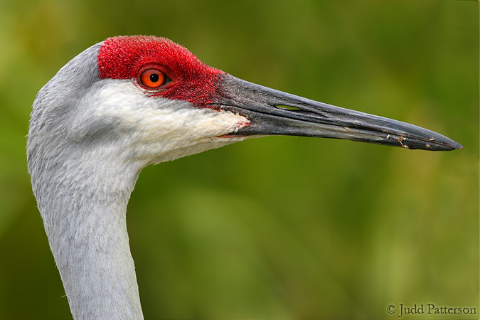 Sandhill Crane, Okeeheelee Park, West Palm Beach, Florida, United States