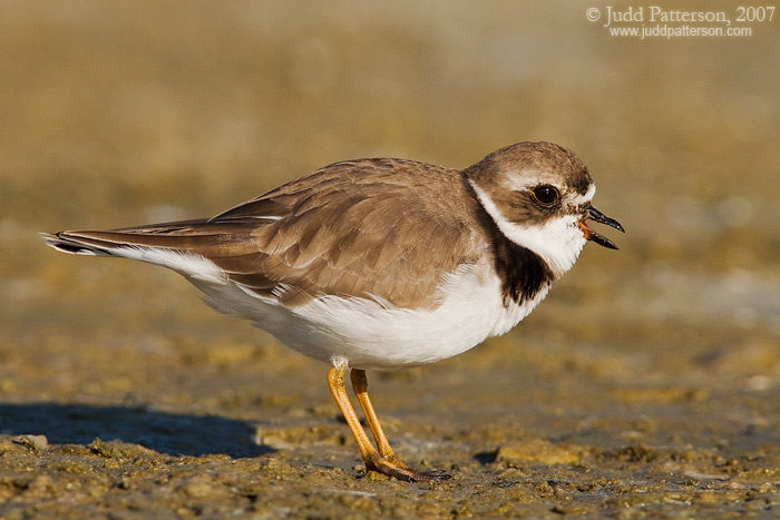 Semipalmated Plover, Fort De Soto Park, Florida, United States