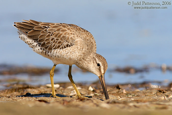 Short-billed Dowitcher, Fort De Soto Park, Florida, United States