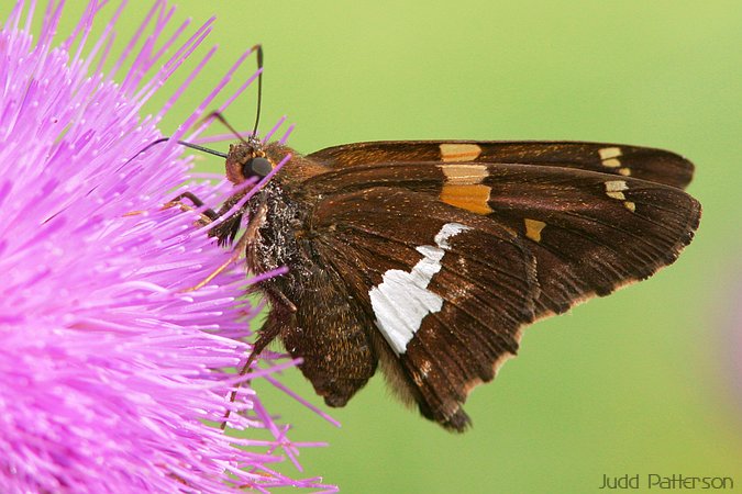 Silver-spotted Skipper, Dillon Nature Center, Kansas, United States