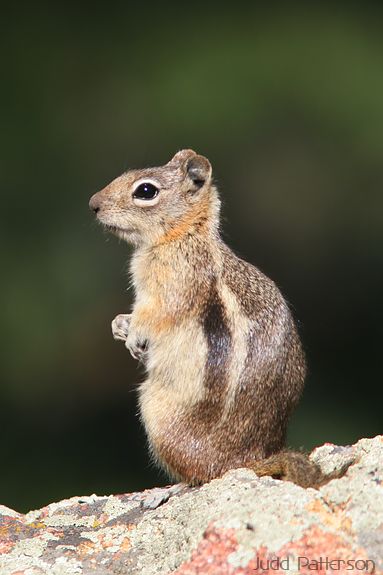 Golden-mantled Ground Squirrel, Rocky Mountain National Park, Colorado, United States