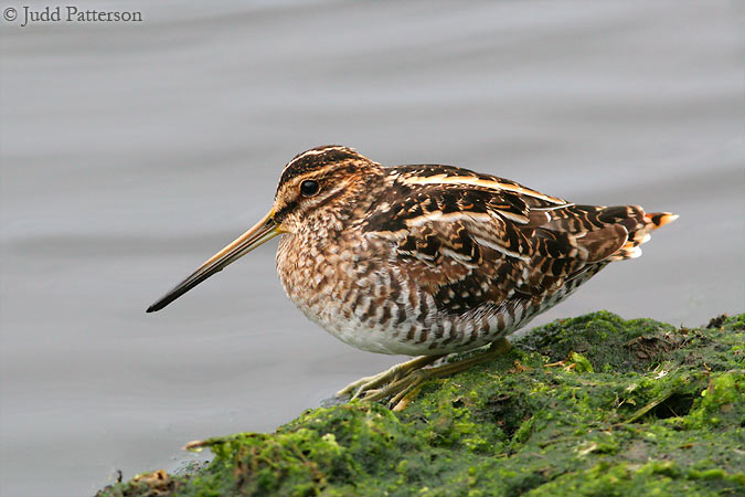 Wilson's Snipe, Wakodahatchee Wetlands, Delray Beach, Florida, United States