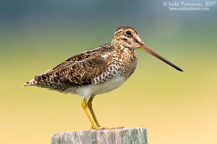 Wilson's Snipe, Scotts Bluff County, Nebraska, United States