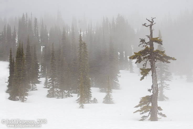 Late May Storm, Mount Rainier National Park, Washington, United States