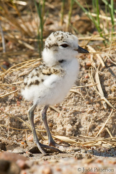 Snowy Plover chick, Quivira National Wildlife Refuge, Kansas, United States