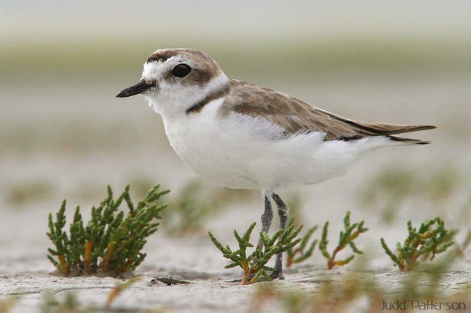 Snowy Plover, GSL Shorelands Preserve, Utah, United States