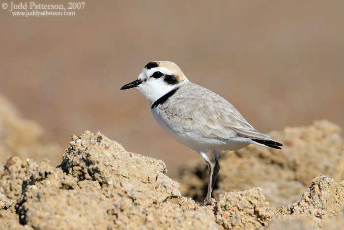 Snowy Plover, Quivira National Wildlife Refuge, Kansas, United States