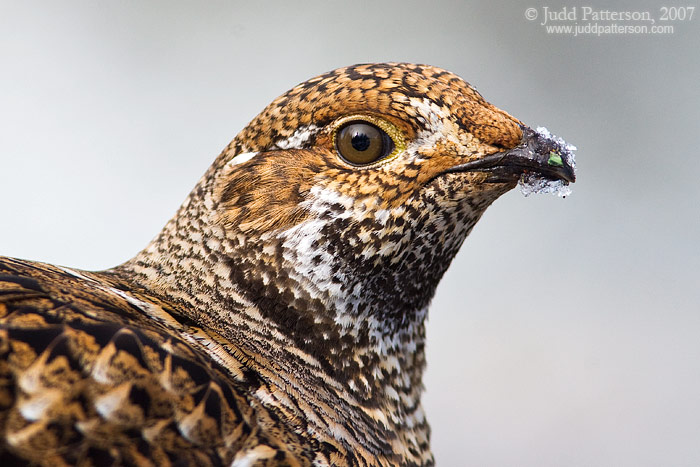 Sooty Grouse, Mount Rainier National Park, Washington, United States