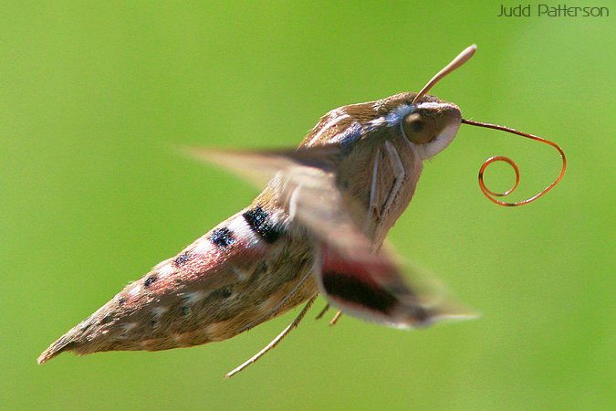 White-lined Sphinx Moth, Konza Prairie, Kansas, United States