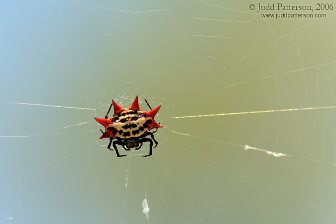 Spinybacked Orbweaver, Florida Keys Wild Bird Sanctuary, Tavernier, Florida, United States