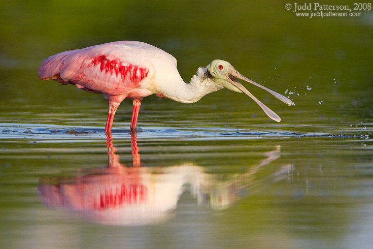 Spoonbill Feeding, Everglades National Park, Florida, United States