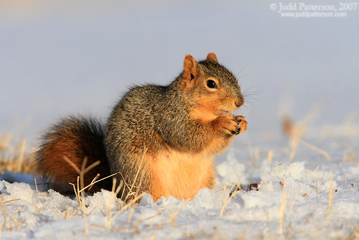 Eastern Fox Squirrel, Manhattan, Kansas, United States