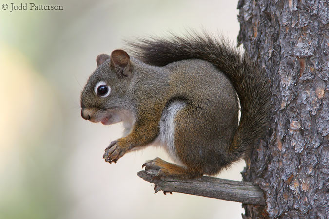 Red Squirrel, Rocky Mountain National Park, Colorado, United States
