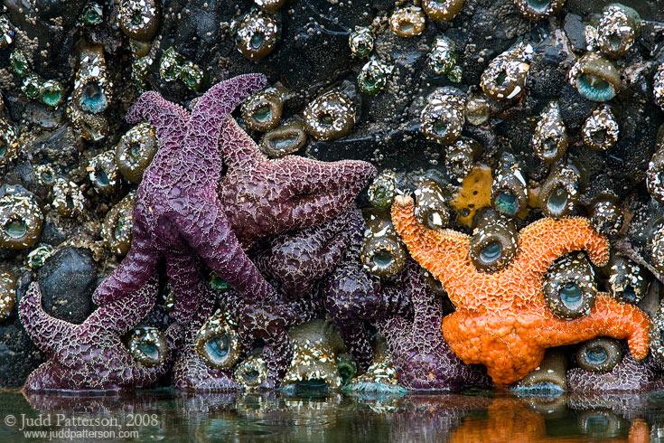 Waiting on the Tide, Seal Rock State Park, Oregon, United States