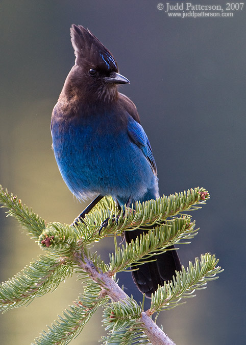 Steller's Jay, Mount Rainier National Park, Washington, United States