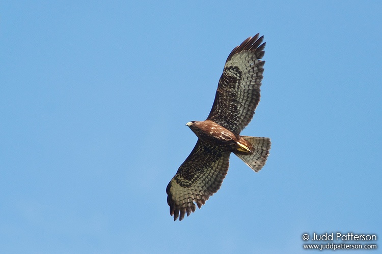 Short-tailed Hawk, Everglades National Park, Florida, United States