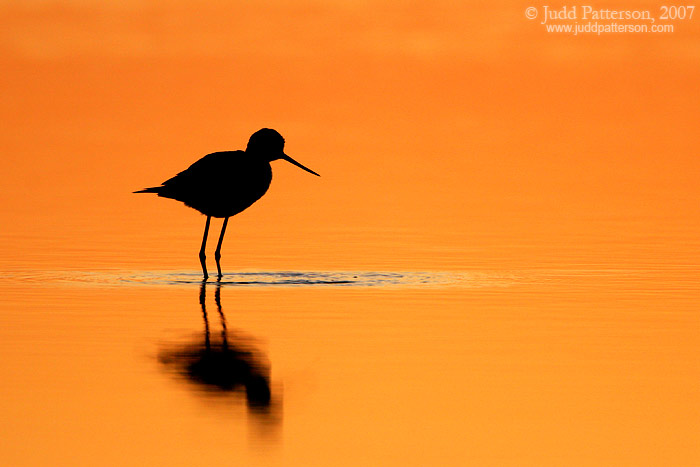 Black-necked Stilt at Dawn, Quivira National Wildlife Refuge, Kansas, United States