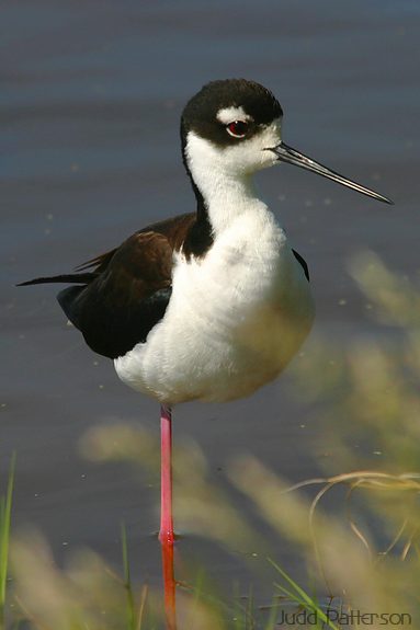 Black-necked Stilt, Quivira National Wildlife Refuge, Kansas, United States