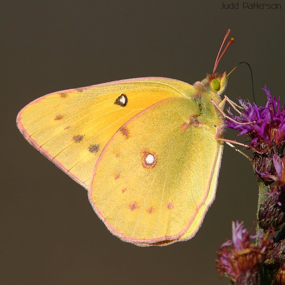 Clouded Sulphur, Tuttle Creek State Park, Kansas, United States