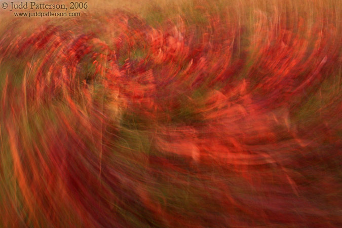 Swirling Sumac, Konza Prairie, Kansas, United States