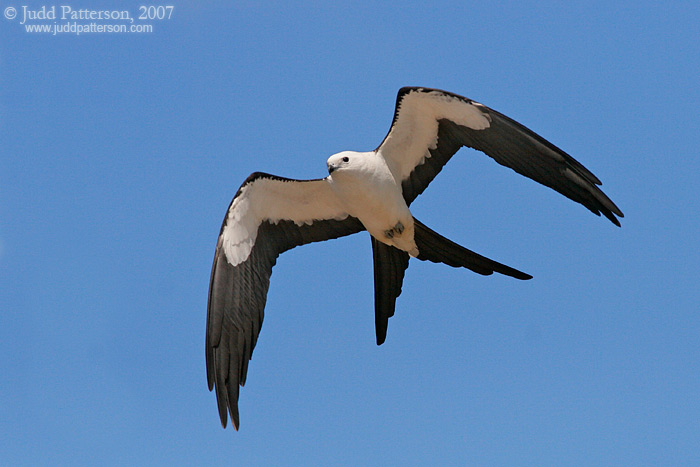 Swallow-tailed Kite, Everglades National Park, Florida, United States