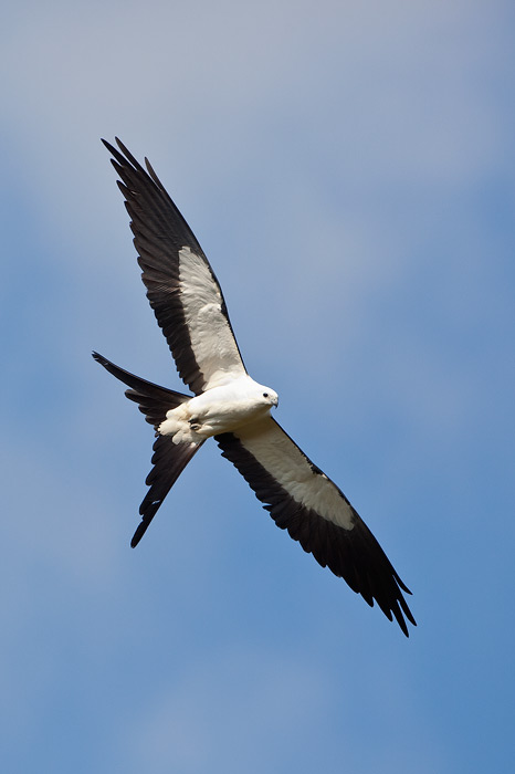 Swallow-tailed Kite, Everglades National Park, Florida, United States