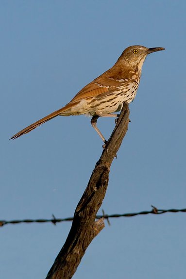 Brown Thrasher, Saline County, Kansas, United States