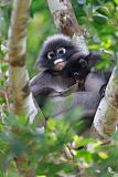 Dusky Leaf-monkey