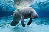 Florida Manatee