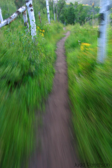 Trail Run, Wasatch-Cache Nat. Forest, Utah, United States