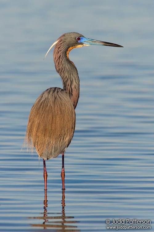 Tricolored Heron, Little Estero Lagoon, Fort Myers Beach, Florida, United States