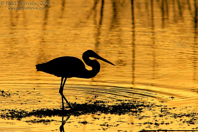 Tricolored Heron, Viera Wetlands, Florida, United States