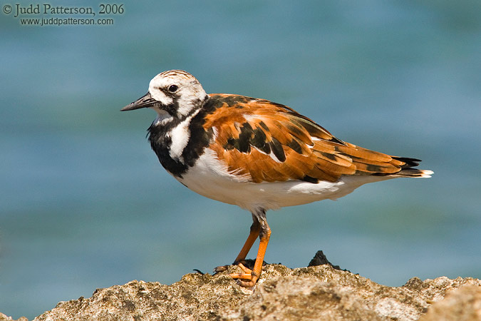 Ruddy Turnstone, Frederiksted, U.S. Virgin Islands, United States