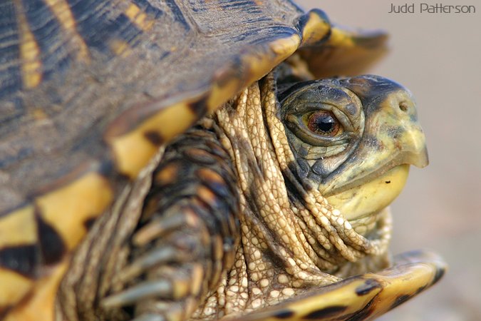 Ornate Box Turtle, Saline County, Kansas, United States