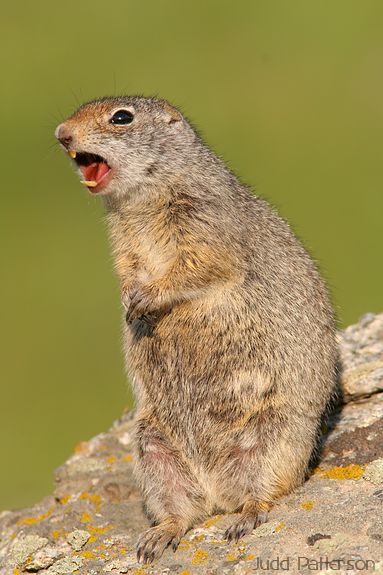 Uinta Ground Squirrel, Yellowstone National Park, Wyoming, United States