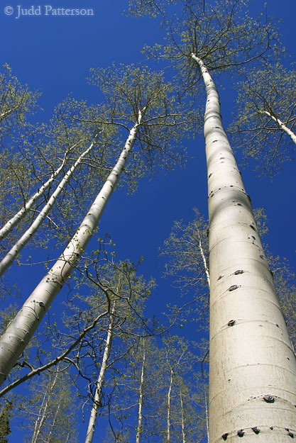 Tall Aspens, Wasatch-Cache Nat. Forest, Utah, United States