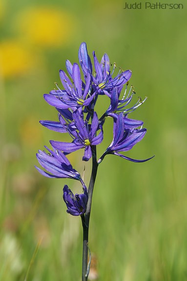 , Flat Ranch, Idaho, United States